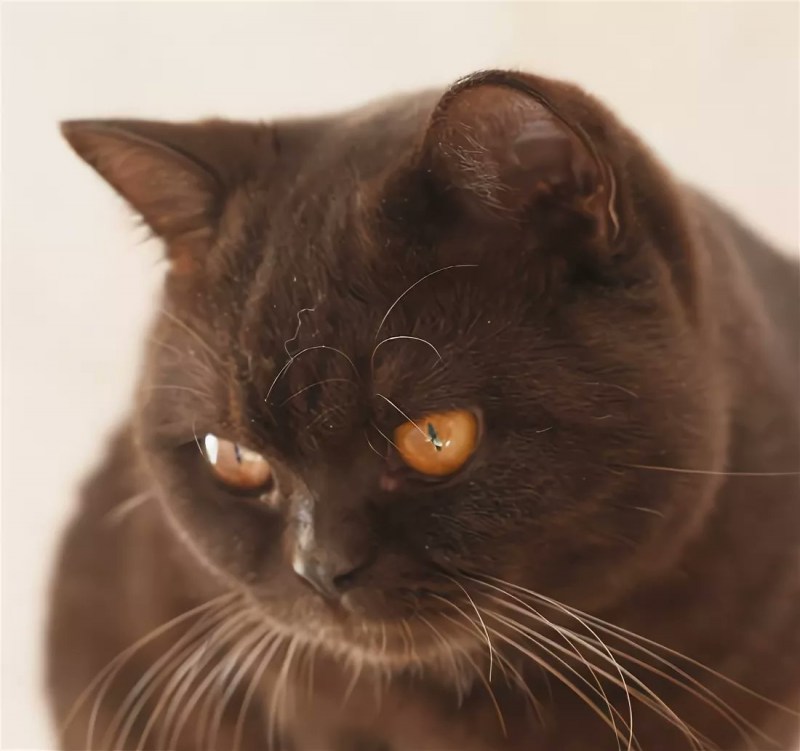Йоркская Шотландская кошка