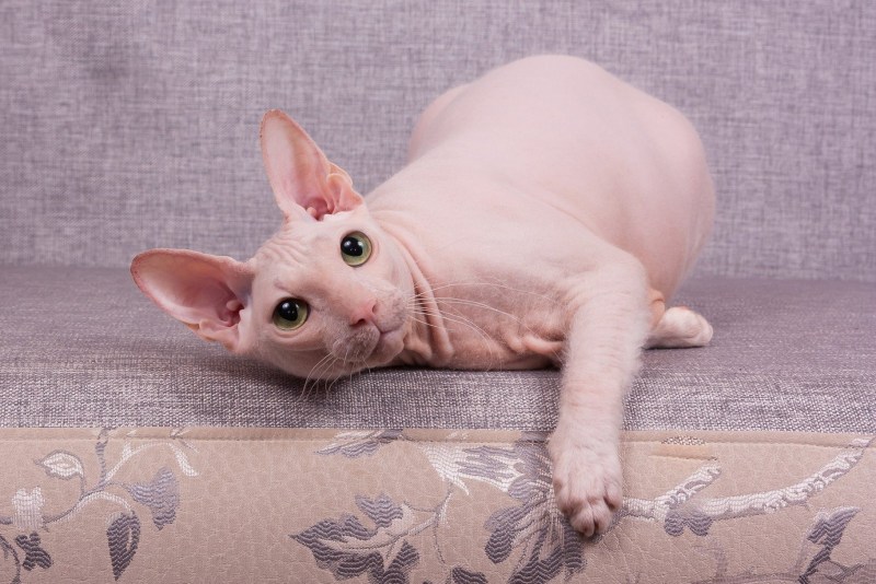 Сфинкс кошка Донской сфинкс