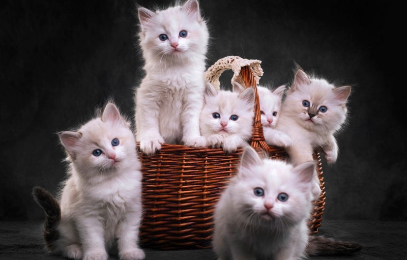 Разные котята