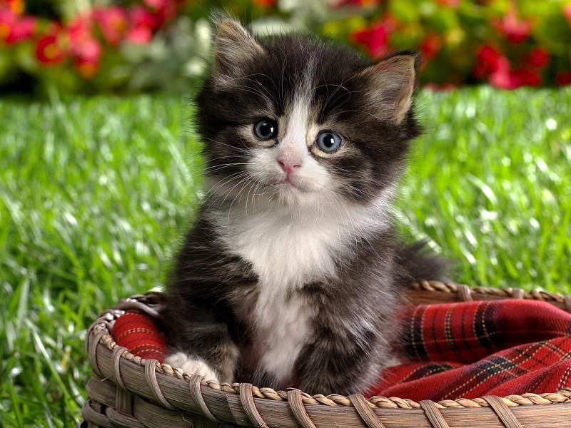 Красивые котятки