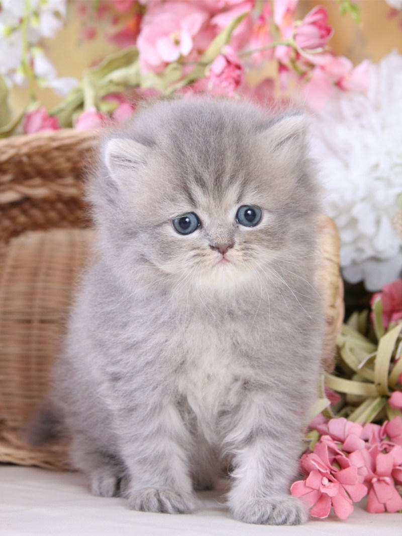 Милые котята
