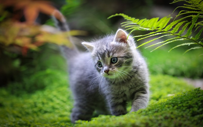 Картинки котят