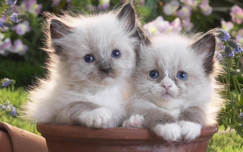 Самые красивые котята