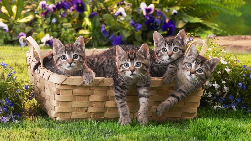 Красивые котики