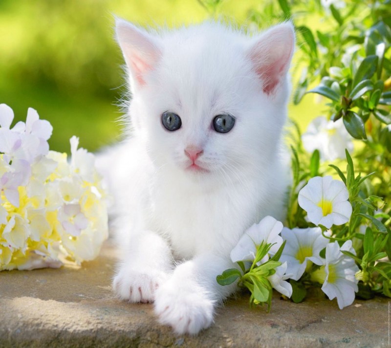 Красивые кошки