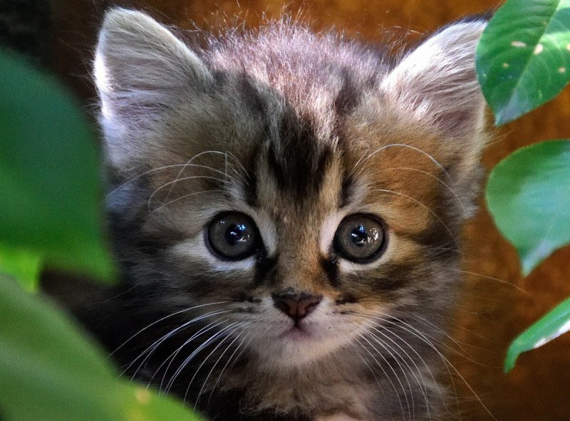 Самые красивые котята
