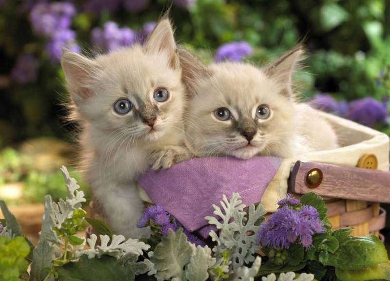Красивые котята