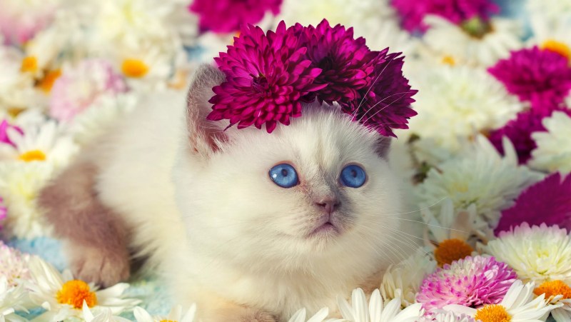 Котенок в цветах