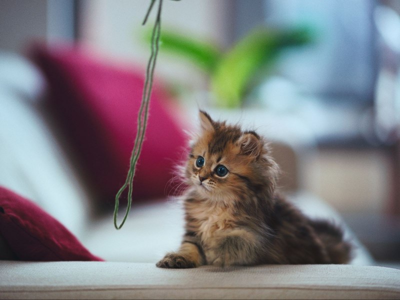 Красивые котята