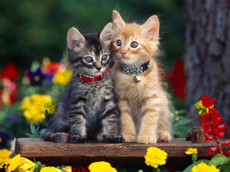 Красивые котята