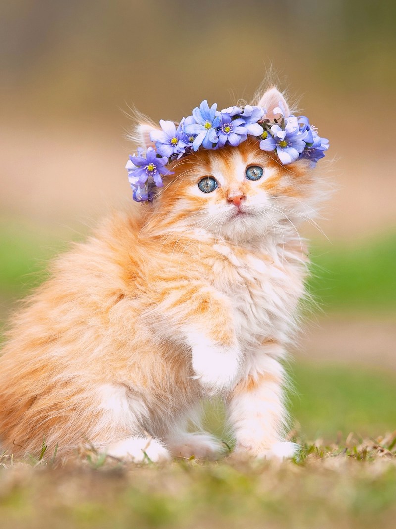 Милые кошечки