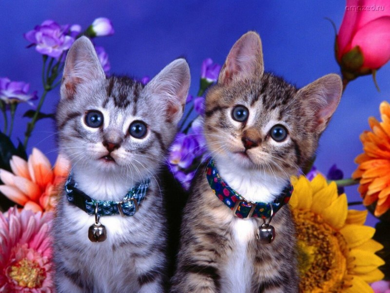 Красивые котики