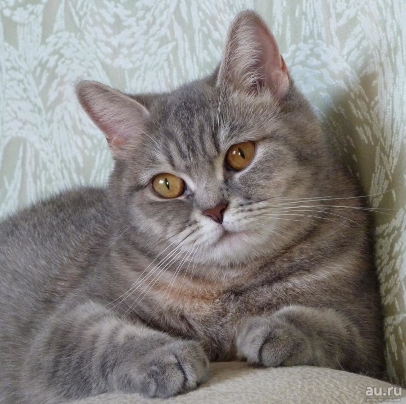 Шотландская кошка прямоухая полосатая