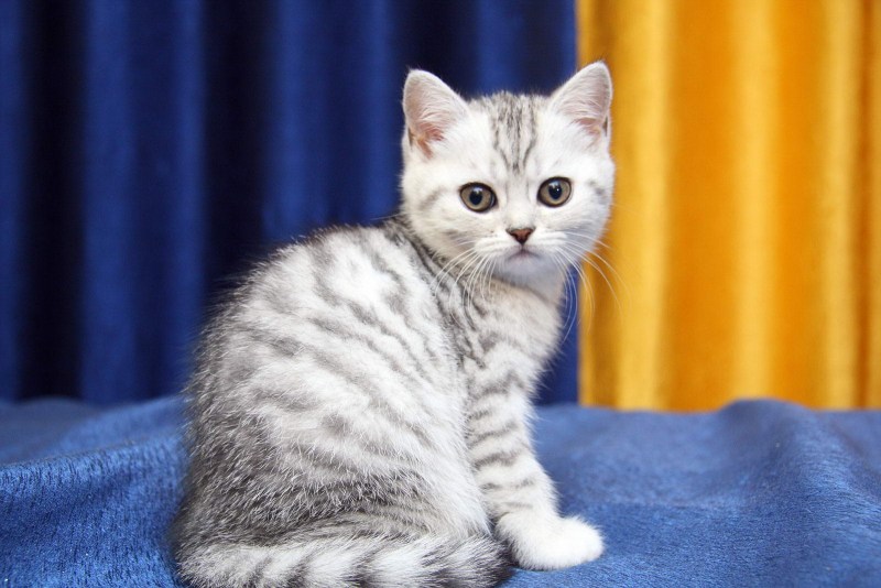 Шотландская прямоухая короткошерстная вискас