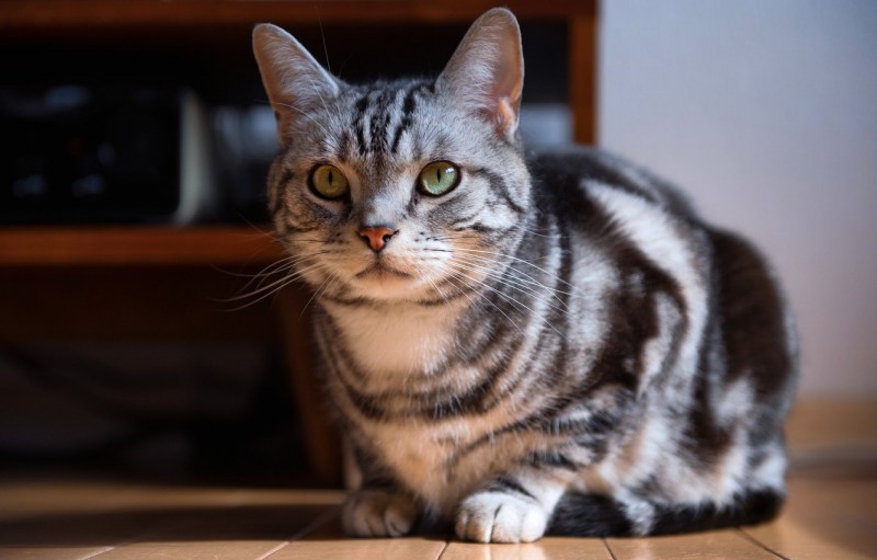 Британский короткошерстный кот полосатый