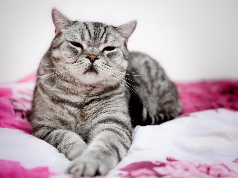 Кошки породы вискас