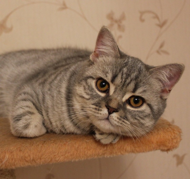 Шотландская короткошерстная табби