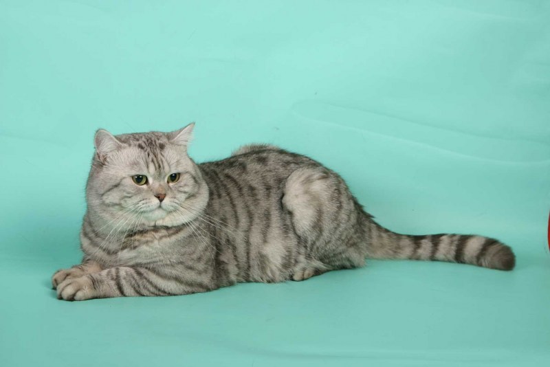 Британский кот полосатый