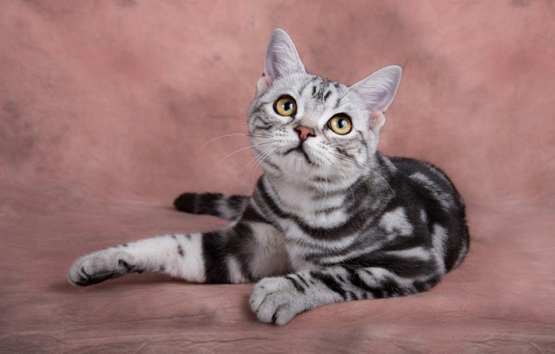 Британский короткошерстный кот полосатый