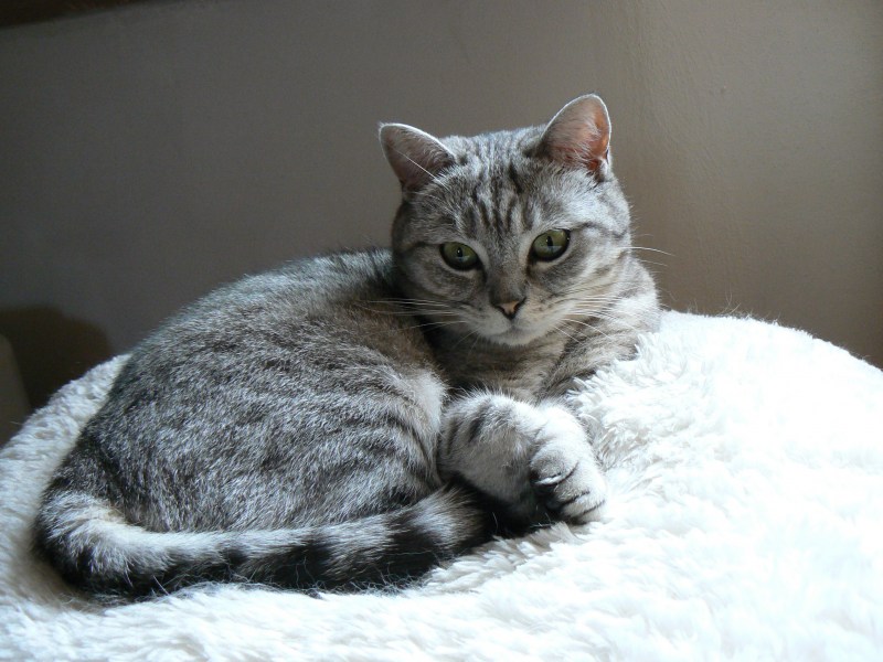 Британская кошка короткошерстная полосатая