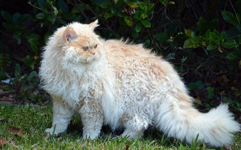 Коты Селкирк рекс