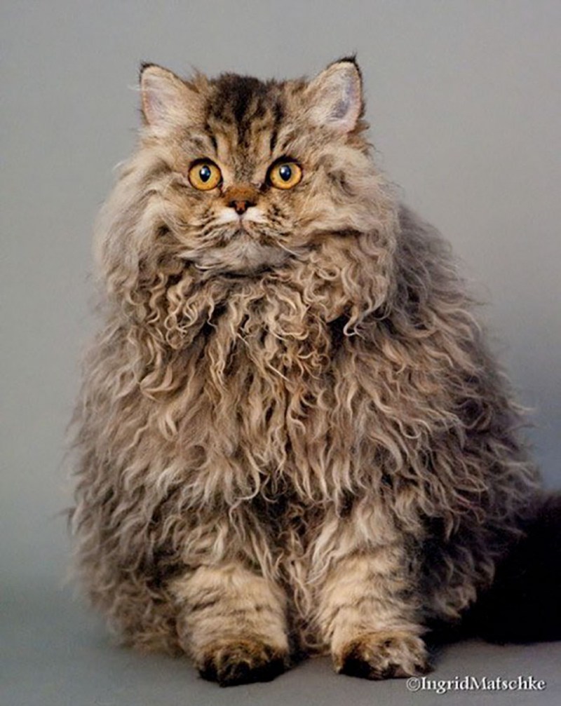 Кошка Селкирк рекс
