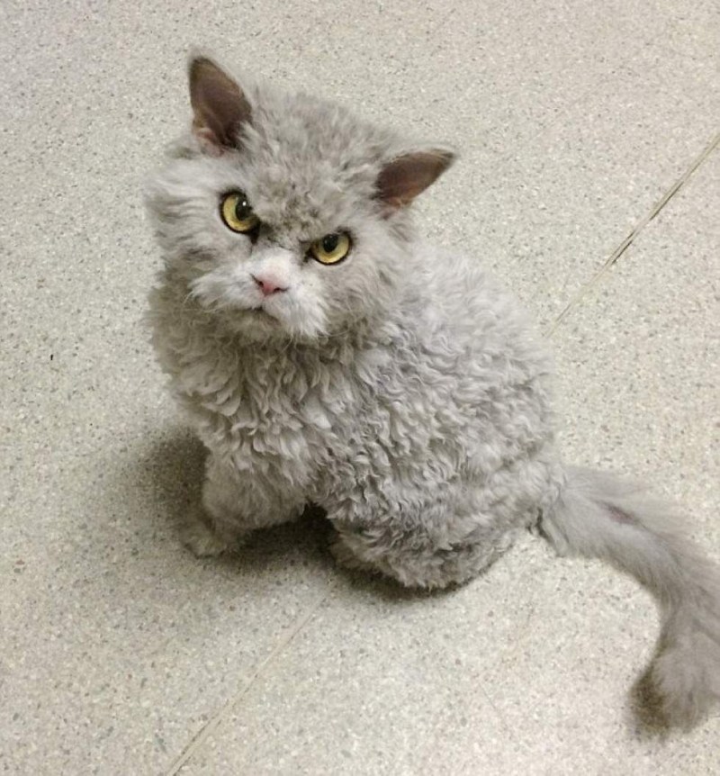 Кот Селкирк рекс