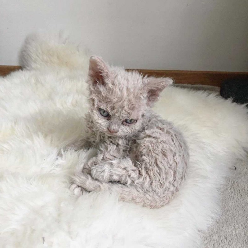 Кошка Селкирк рекс