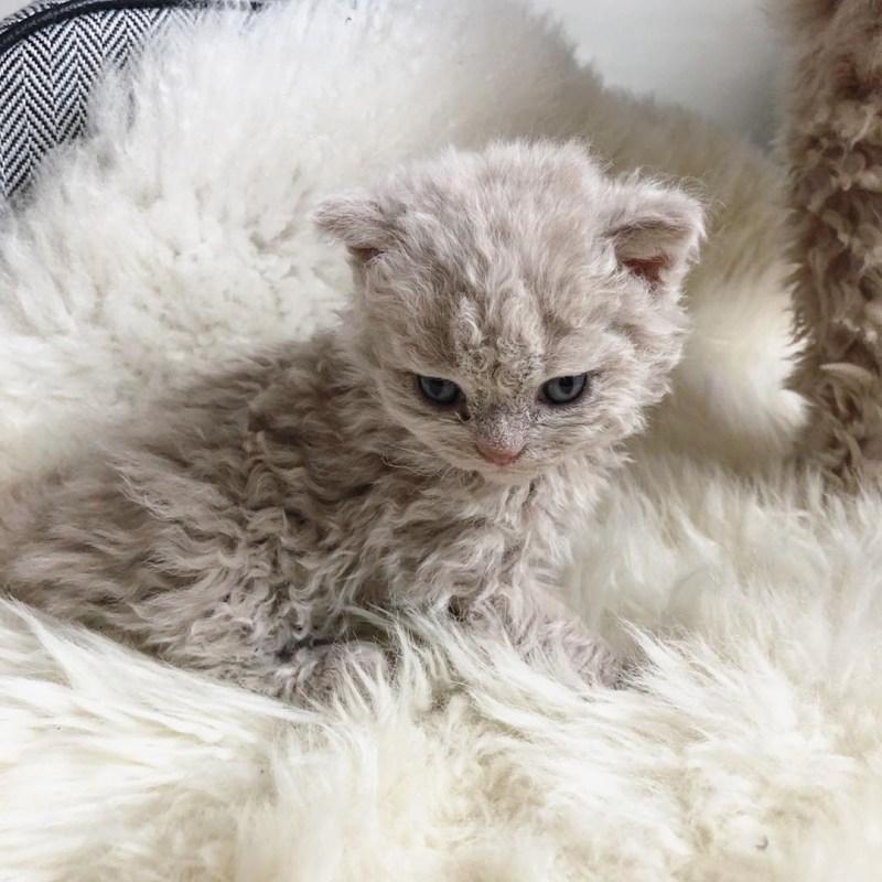 Кошка Селкирк рекс