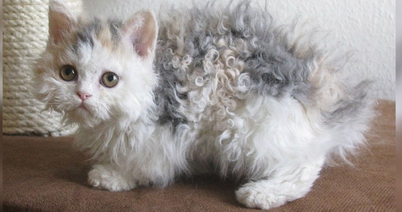 Кот породы рекс кудрявый