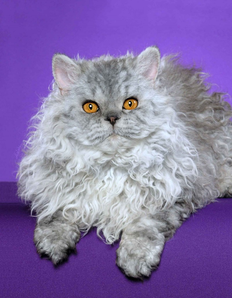 Кот Селкирк рекс
