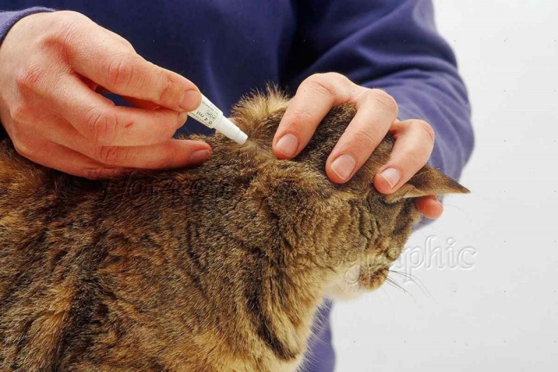 Капать на холку коту от блох
