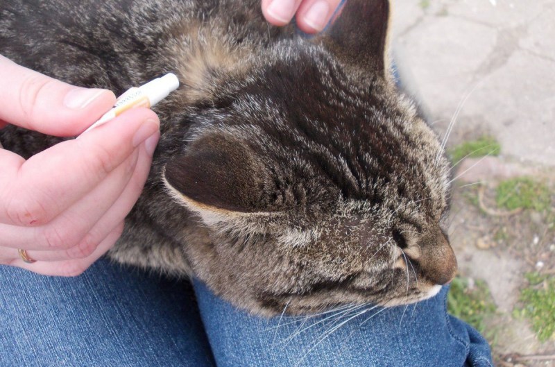 Котик лечится