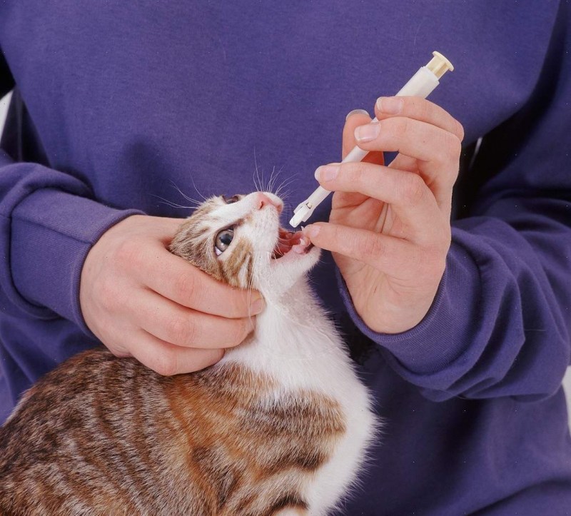 Кастрация кота с крипторхизмом что это