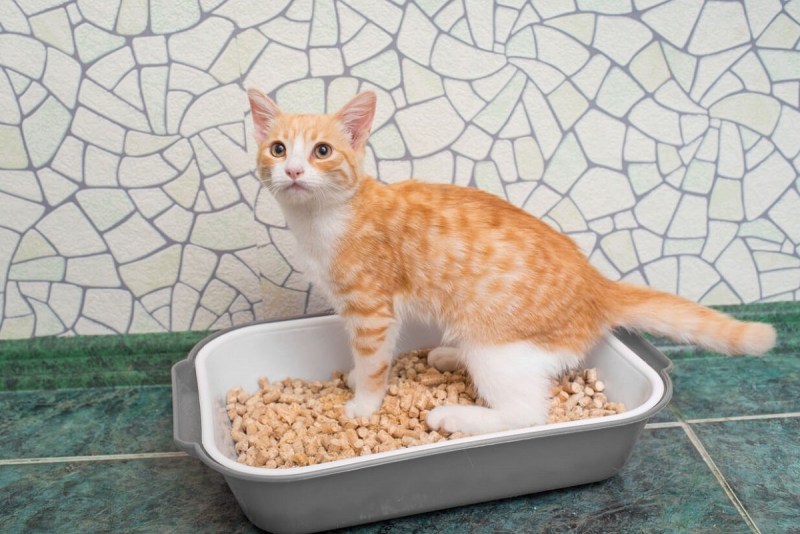 Здоровая кошка