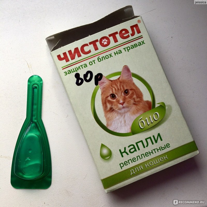 Котенок ходит в лоток