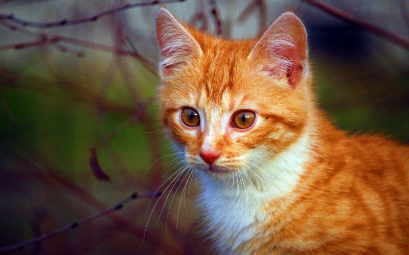 Рыжая короткошерстная кошка