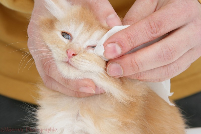 Капли от блох для котят