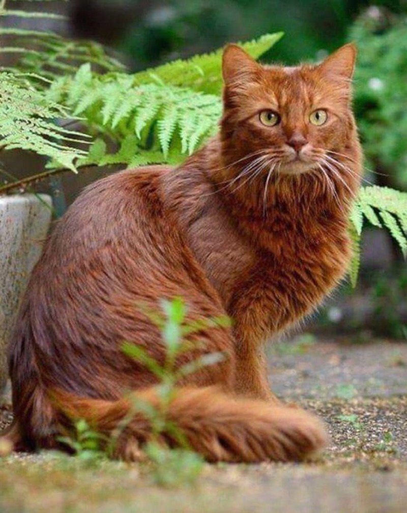 Сомалийская кошка