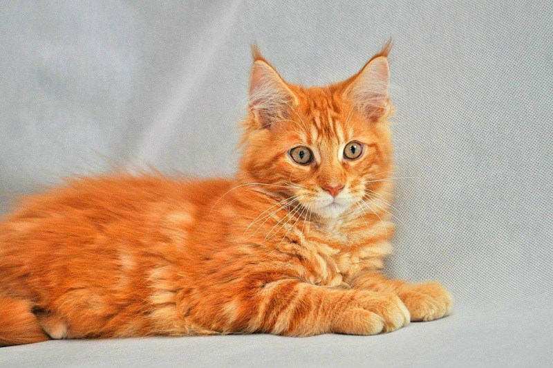 Мейн кун рыжий котенок