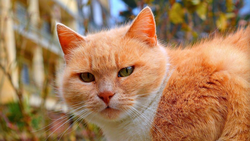 Цейлонская кошка рыжая