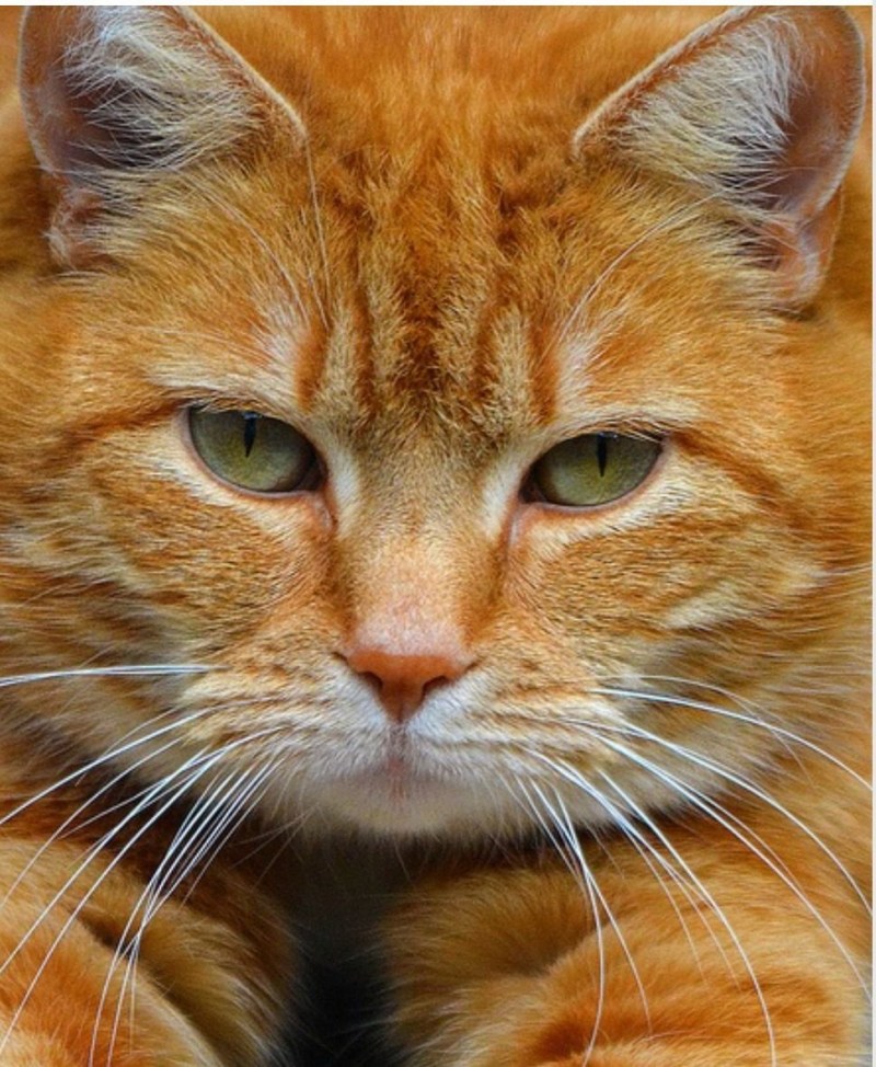 Морда рыжего кота