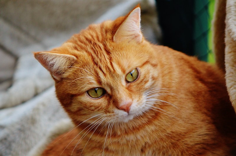 Европейский короткошерстный кот рыжий