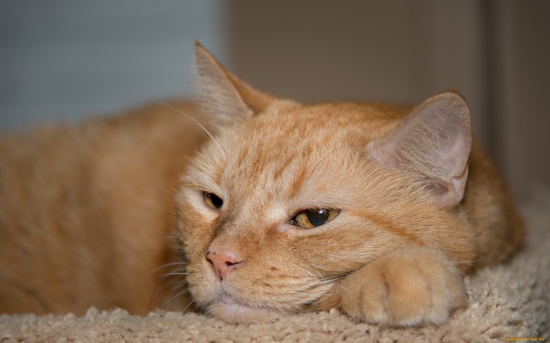 Рыжий кот