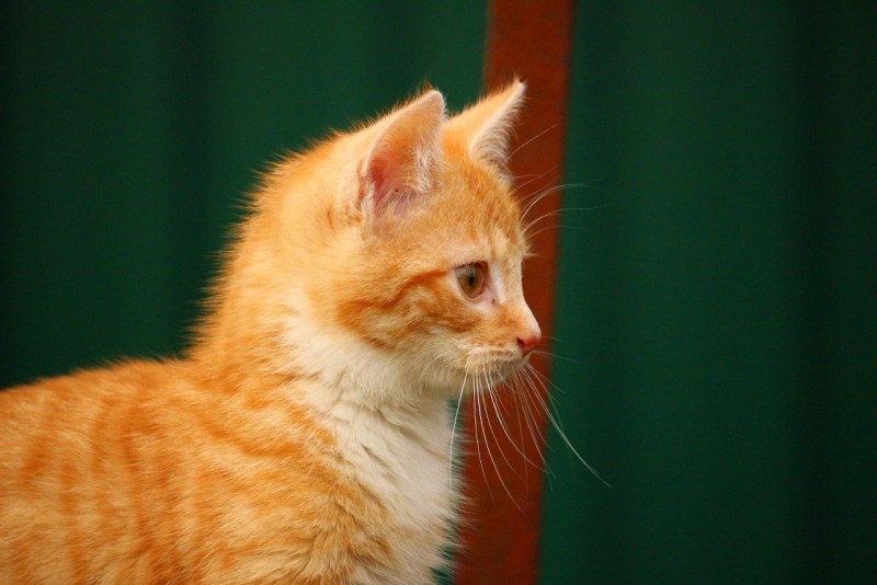 Оранжевая кошка