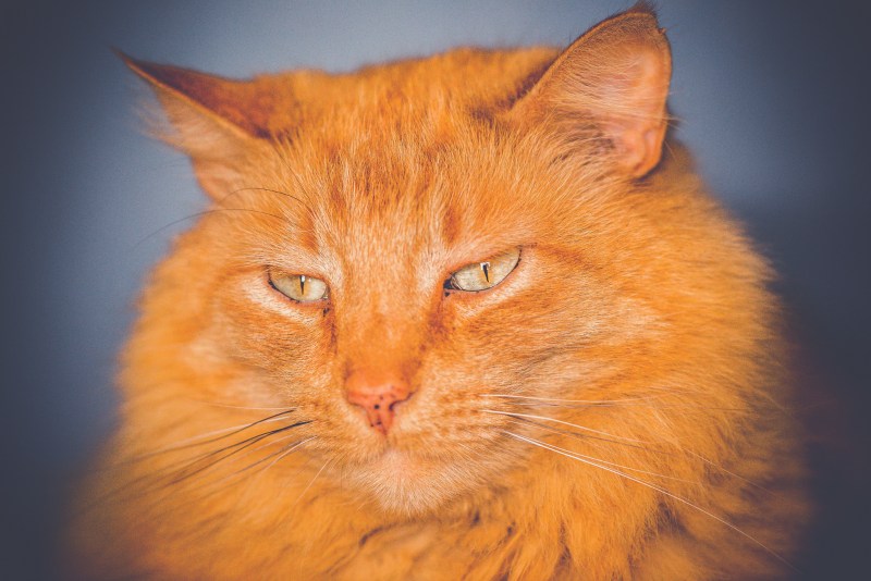 Рыжий котик