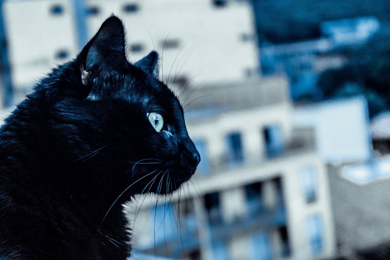 Синяя кошка