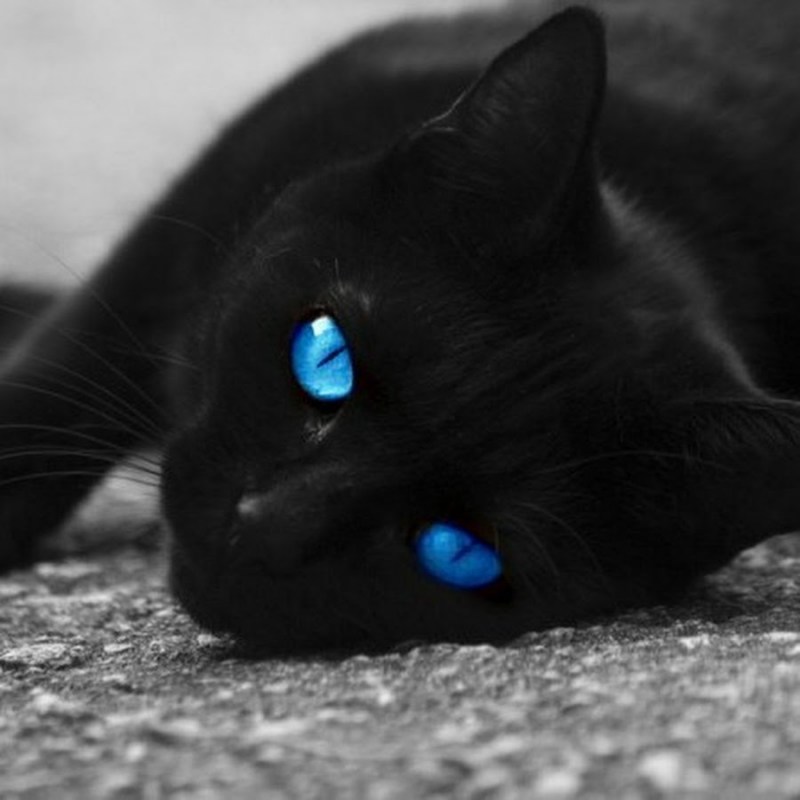 Кот Охос азулес черный