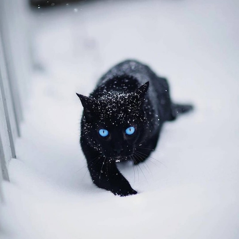 Чёрная кошка с голубыми глазами