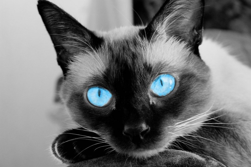 Чёрная кошка с голубыми глазами